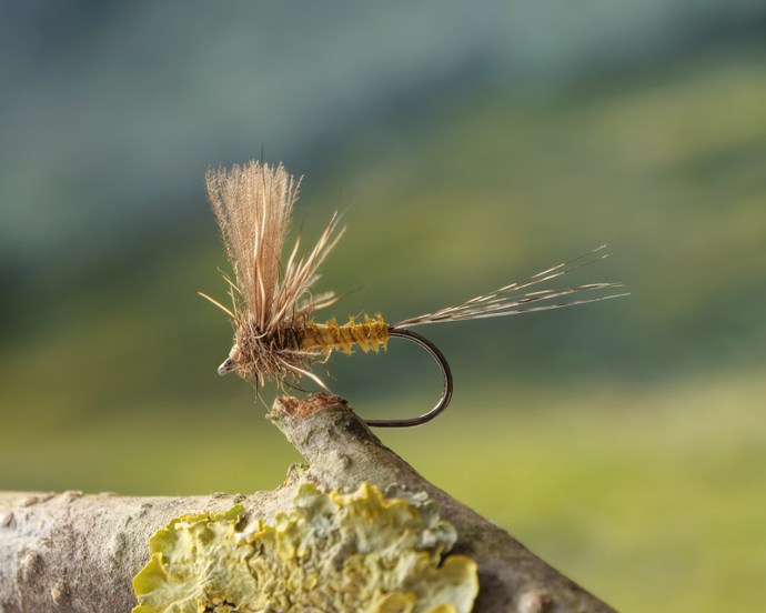 Flies
