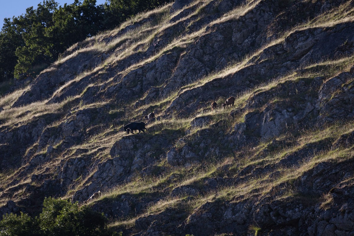 Mountain Goats