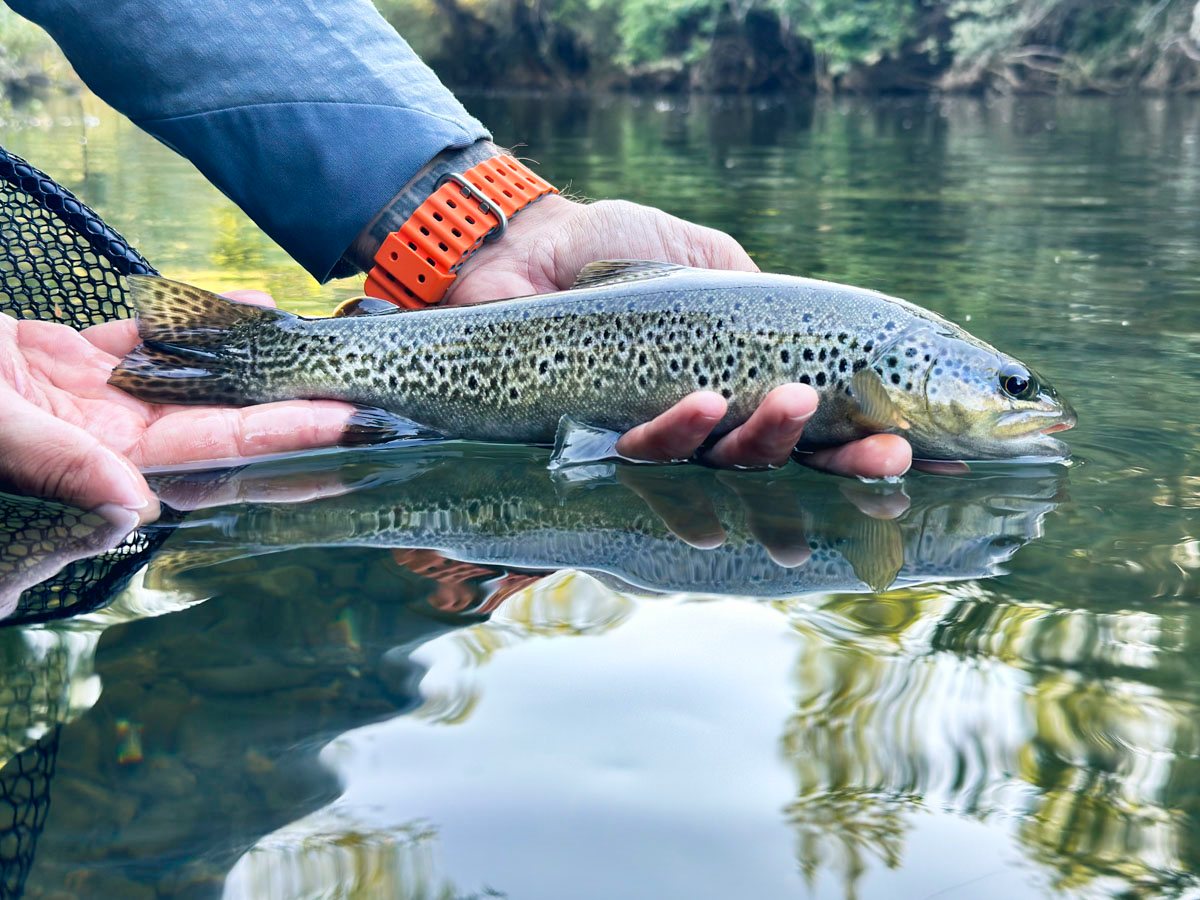 Wild Fario