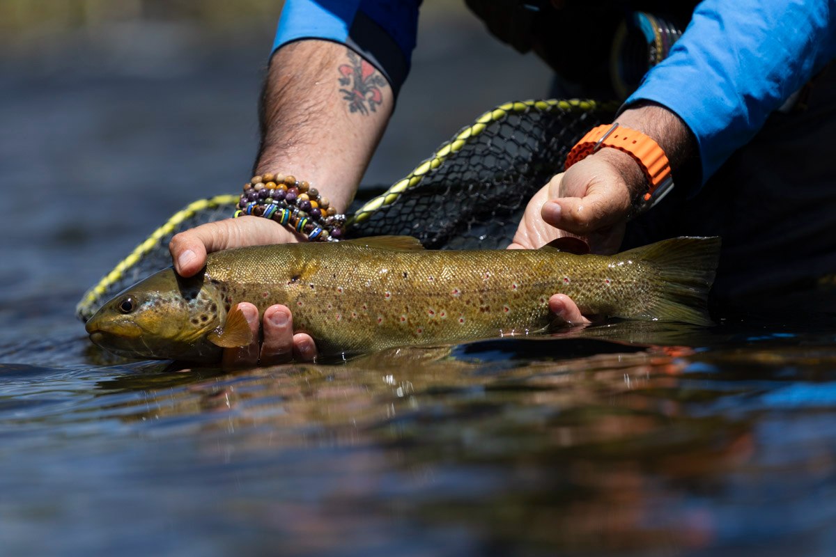 Brown Trout Esla River