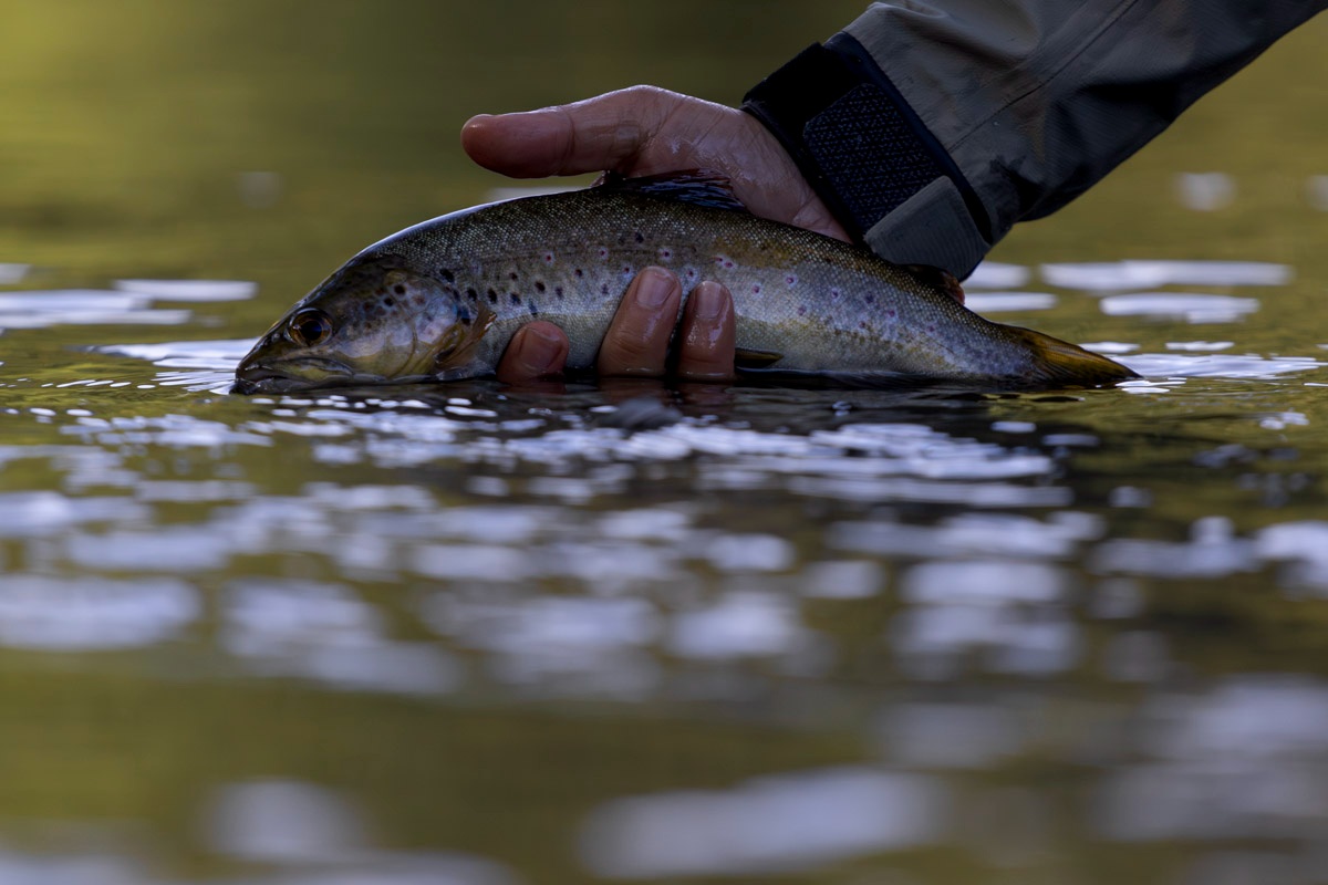 Brown Trout Spain