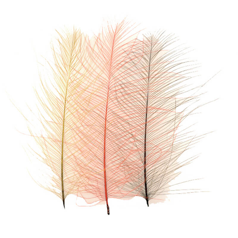 Petitjean CDC Feathers