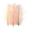 Petitjean CDC Feathers