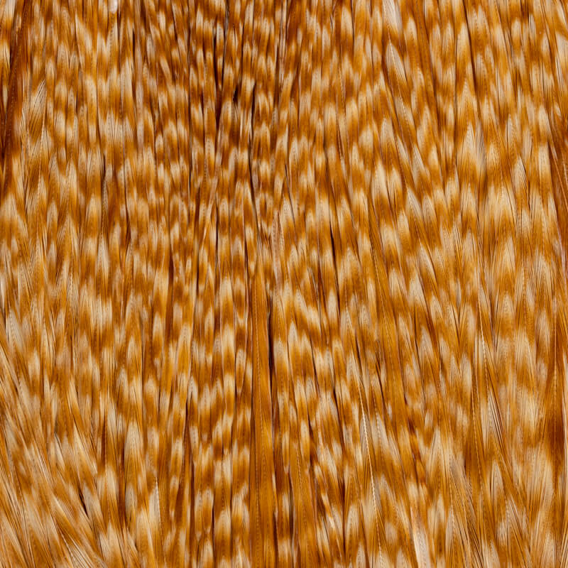 Root River Cape Barred Ginger