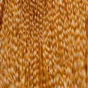 Root River Cape Barred Ginger