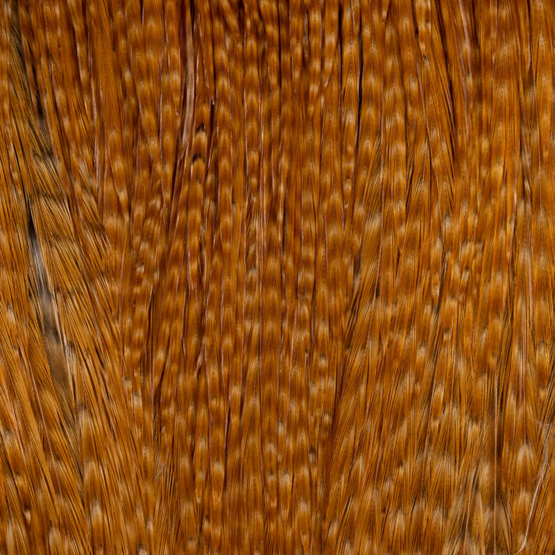Root River Cape Dark Barred Ginger