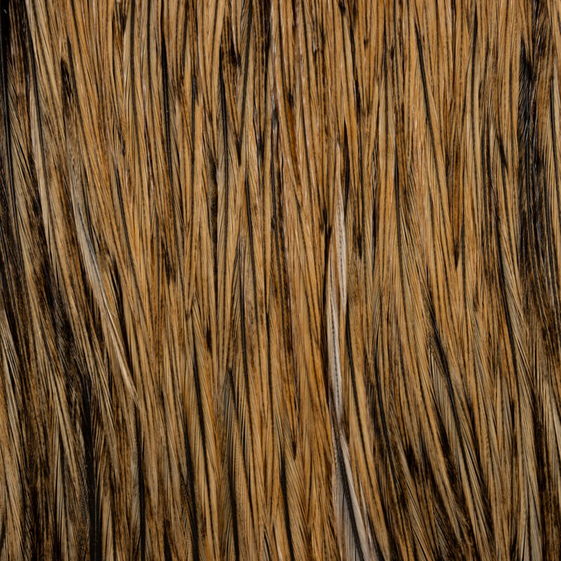 Root River Cape Golden Badger