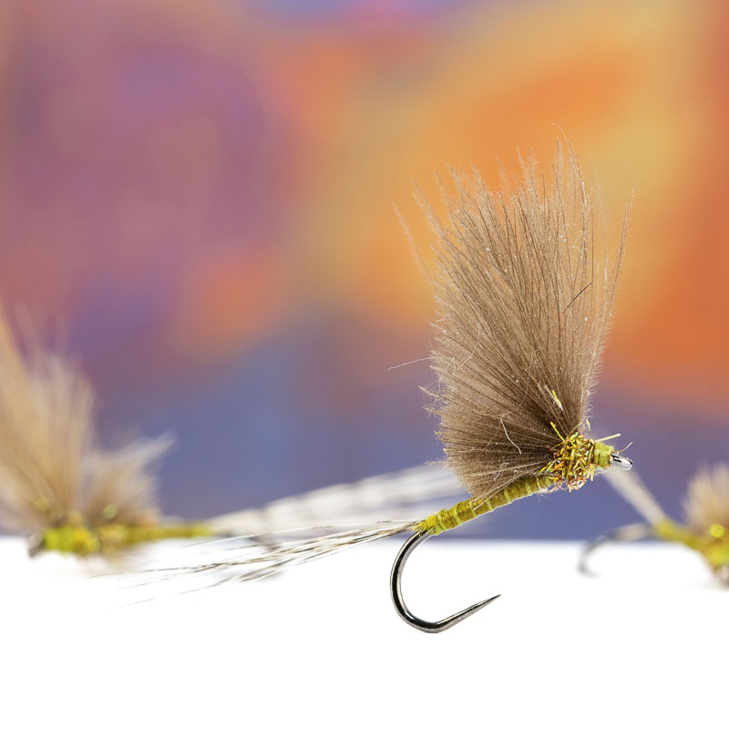 Bostian Jakopic Olive CDC