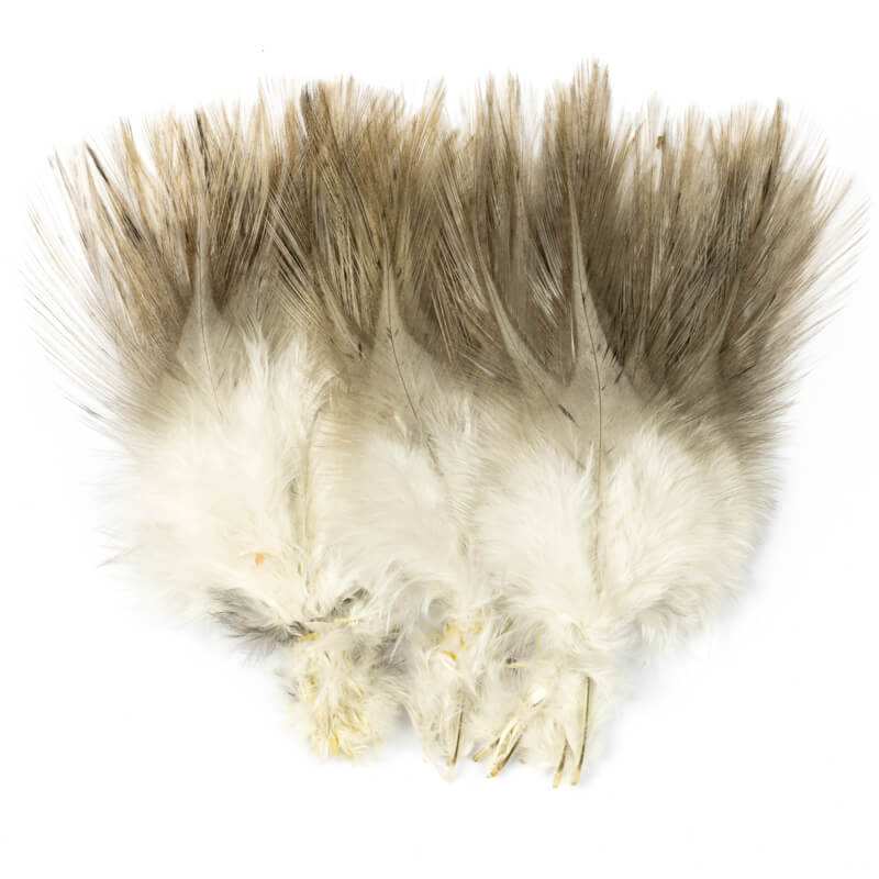 Coq de Leòn Indio