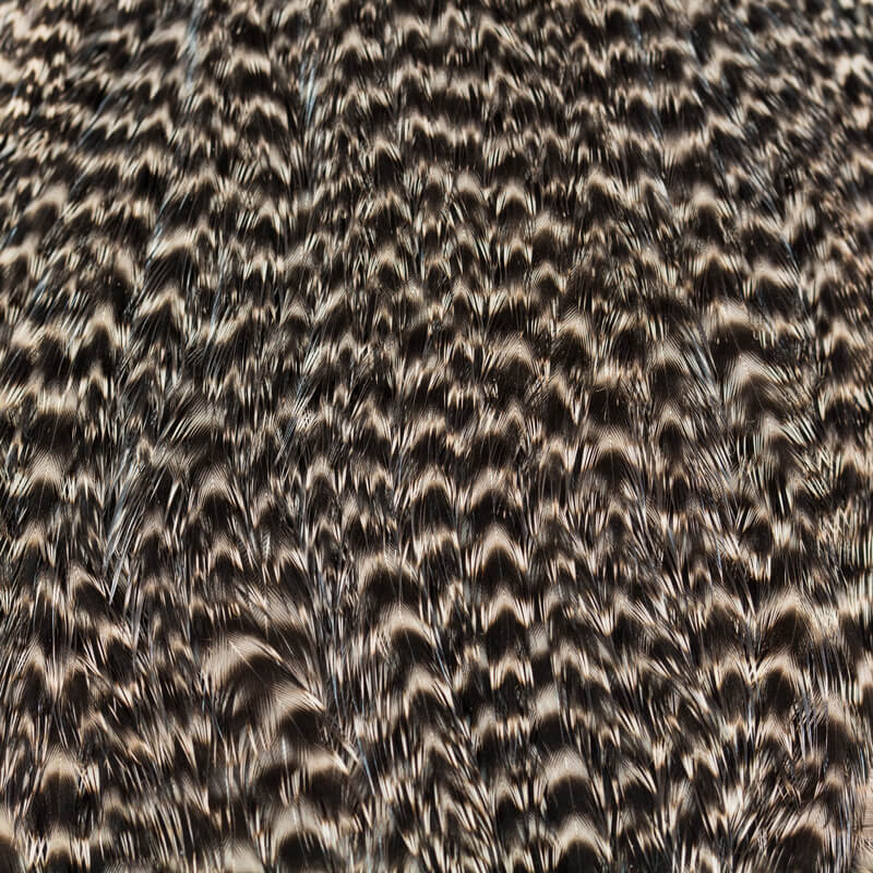 Ewing Hen Cape Grizzly