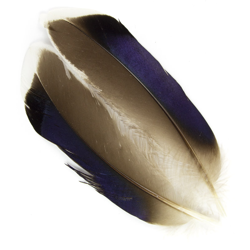 Mallard McGinty Quill