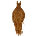 Root River Cape Barred Ginger