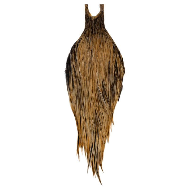 Root River Cape Golden Badger