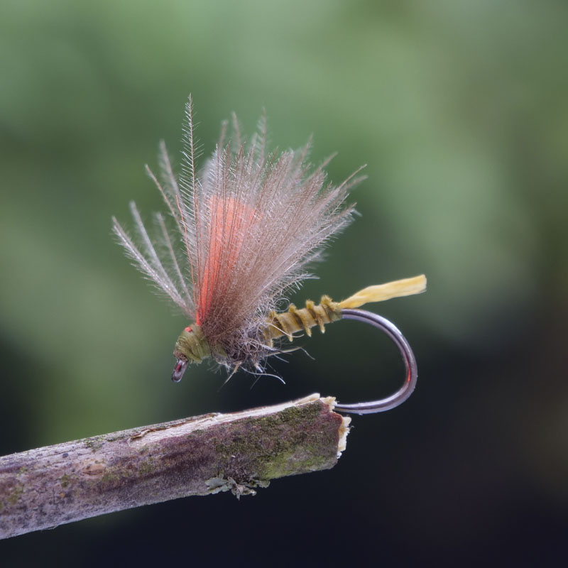 MBB Biot Emerger