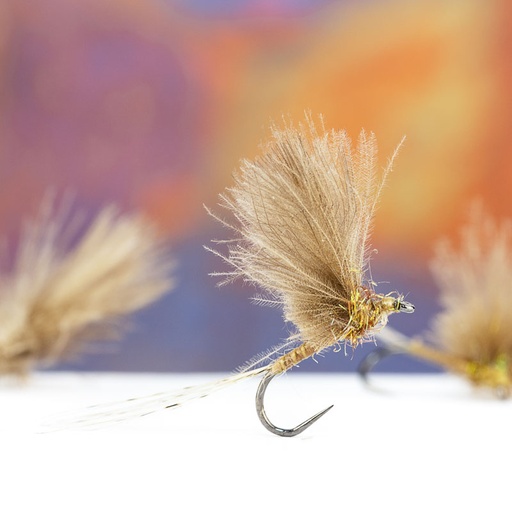 Bostian Jakopic Cinnamon CDC 