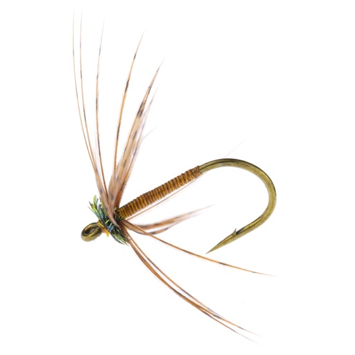 [ACBO-12] Calzolari Brown Owl