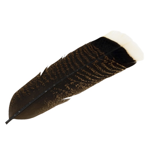 [CNT-WTTT-NAT] Contiflies White Tipped Turkey Tail