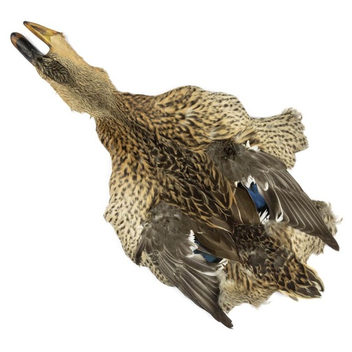 [54ds-mlld-female-skin] Female Mallard Duck Full Skin