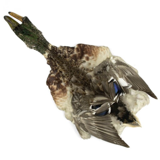 [54ds-mlld-male-skin] Male Mallard Duck Full Skin
