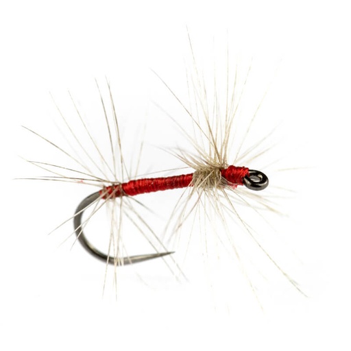 Oreglini Fly Exquises Taquine