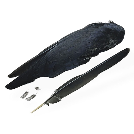 [VEN-JWW] Veniard Jackdaw Whole Wings