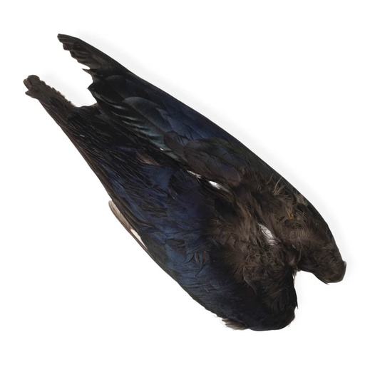[VEN-MGP-WW] Veniard Magpie Whole Wings