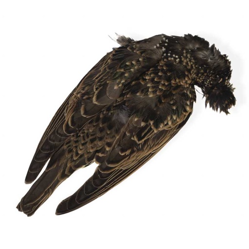 [VEN-STA-FSK] Veniard Starling Full Skin
