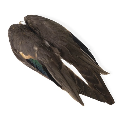 [VEN-TDWW] Veniard Teal Duck Whole Wings