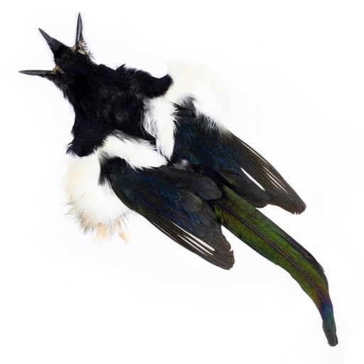 [54ds-mgpe-skin] Gazza Pelle Intera