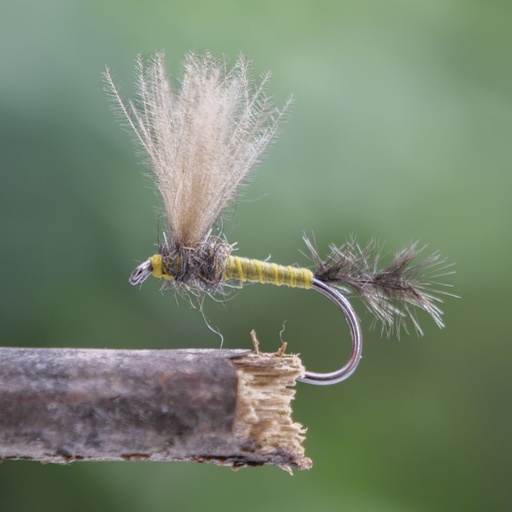 MBB Selective Fish Olive Dark